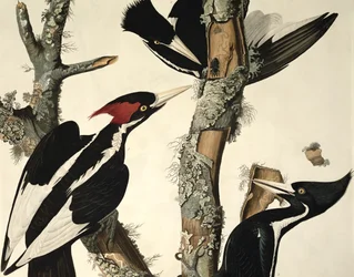 Ivory-billed Woodpecker, from Birds of America, engraved by Robert Havell (detail)